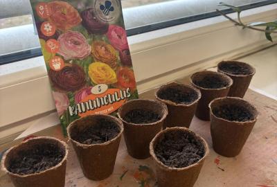 Zkoušíme sázet i květiny Držte nám palce 03/26